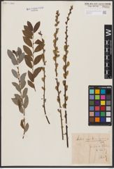 Salix aurita L. x Salix repens L.